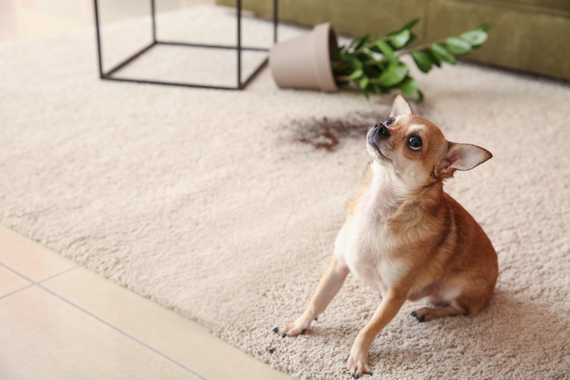 You are currently viewing Tips to Keep Your Carpet Spotless – Even with Pets